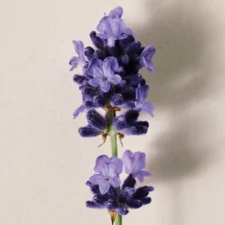 Atelier des Fleurs Lavanda Eau de Parfum