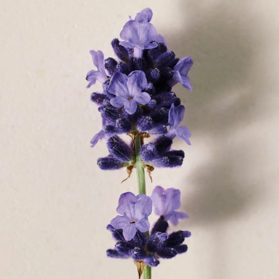Atelier des Fleurs Lavanda Eau de Parfum
