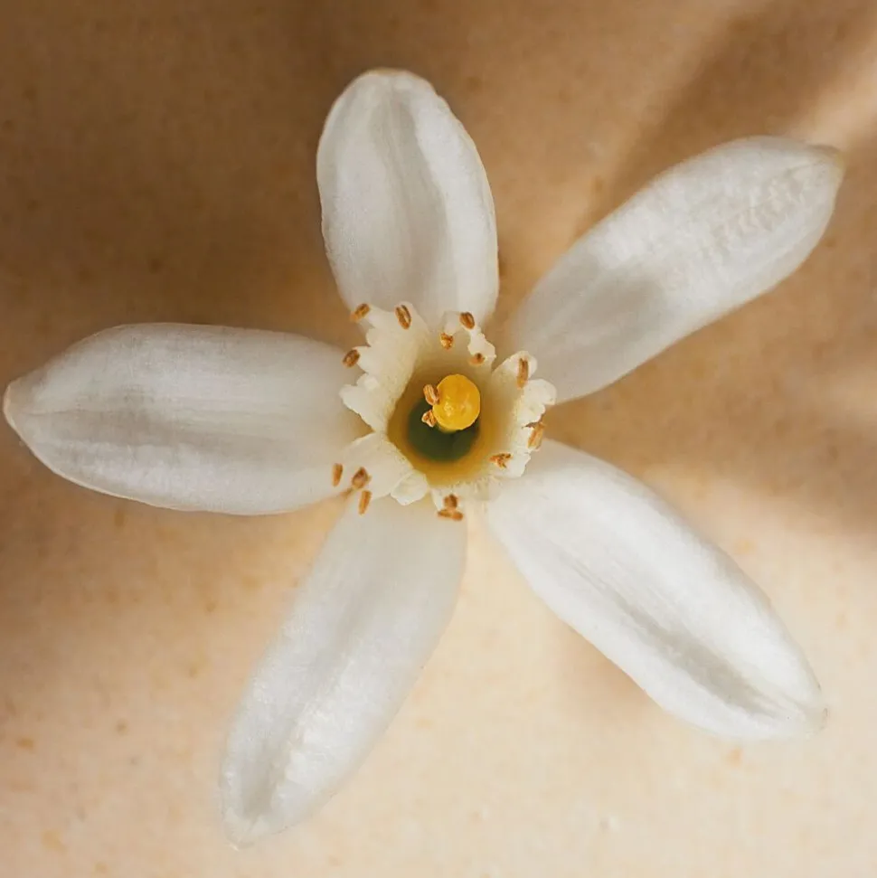 Atelier des Fleurs Neroli Eau de Parfum