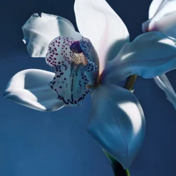 Atelier des Fleurs Orchidée de Minuit Eau de Parfum