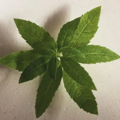 Atelier des Fleurs Verbena Eau de Parfum