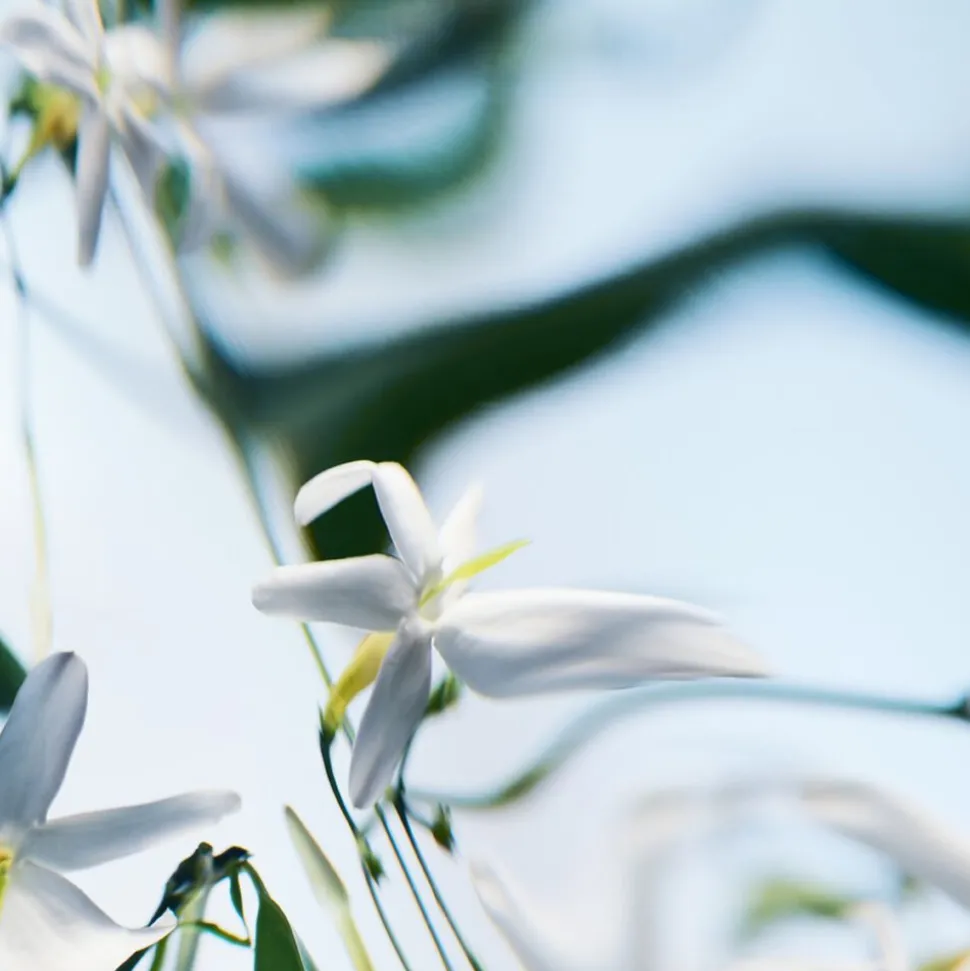 Blanche Absolu De Parfum
