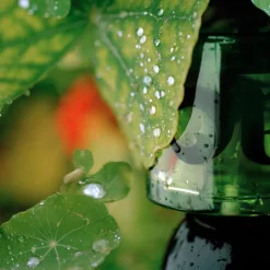 I Am Verdant Eau De Parfum 50ML